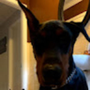 Meet your Posher, Marie